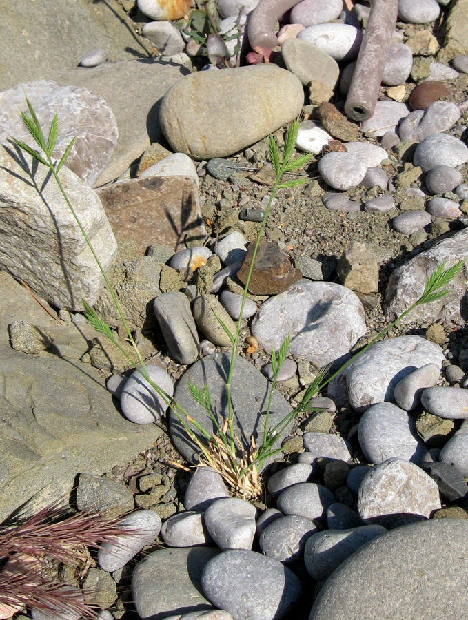 Image of Trachynia distachya specimen.