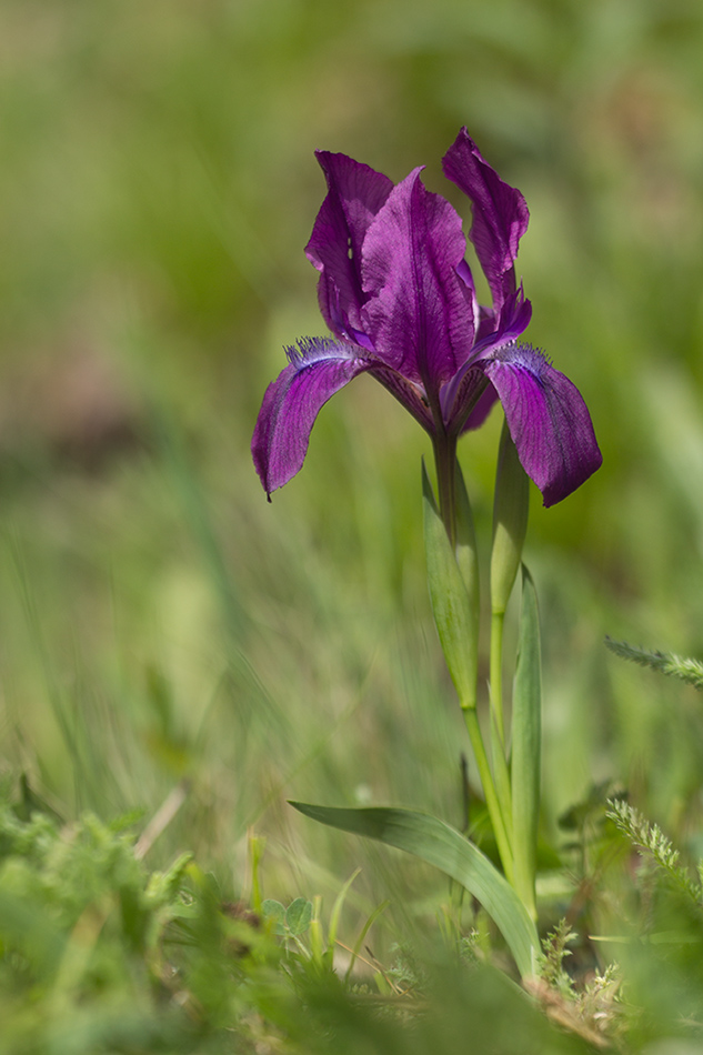 Изображение особи Iris aphylla.