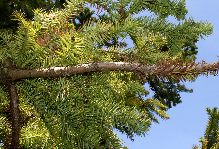 Изображение особи Cunninghamia lanceolata.