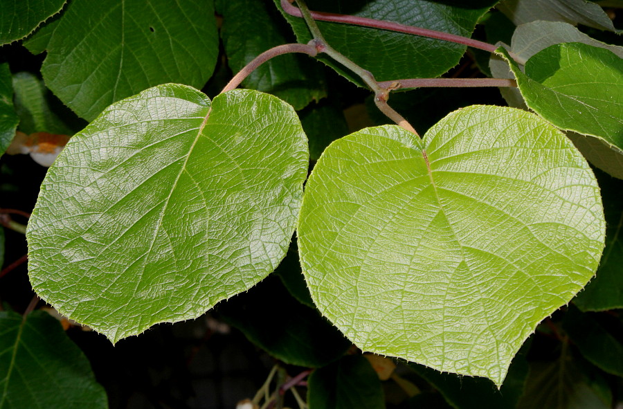 Image of Actinidia chinensis var. deliciosa specimen.