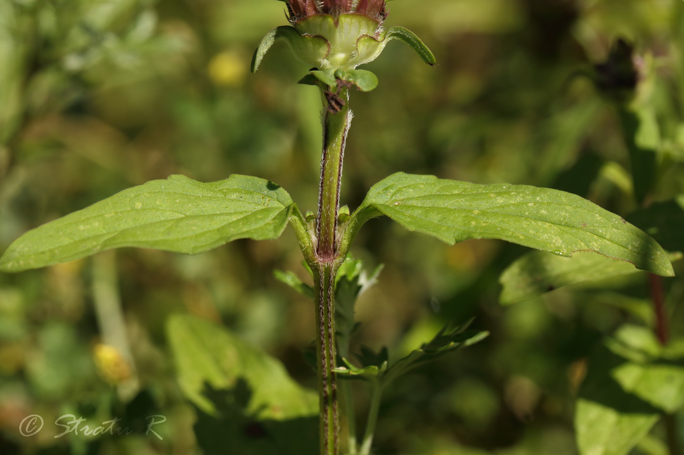 Image of Prunella × intermedia specimen.