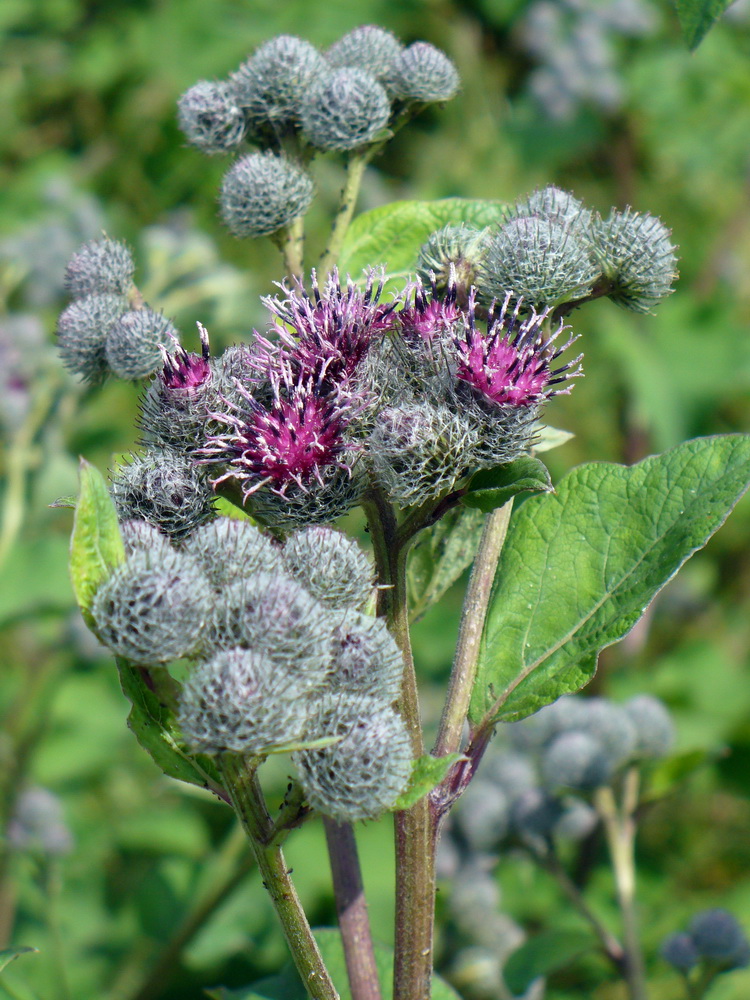 Изображение особи Arctium tomentosum.