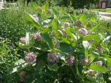 Asclepias speciosa