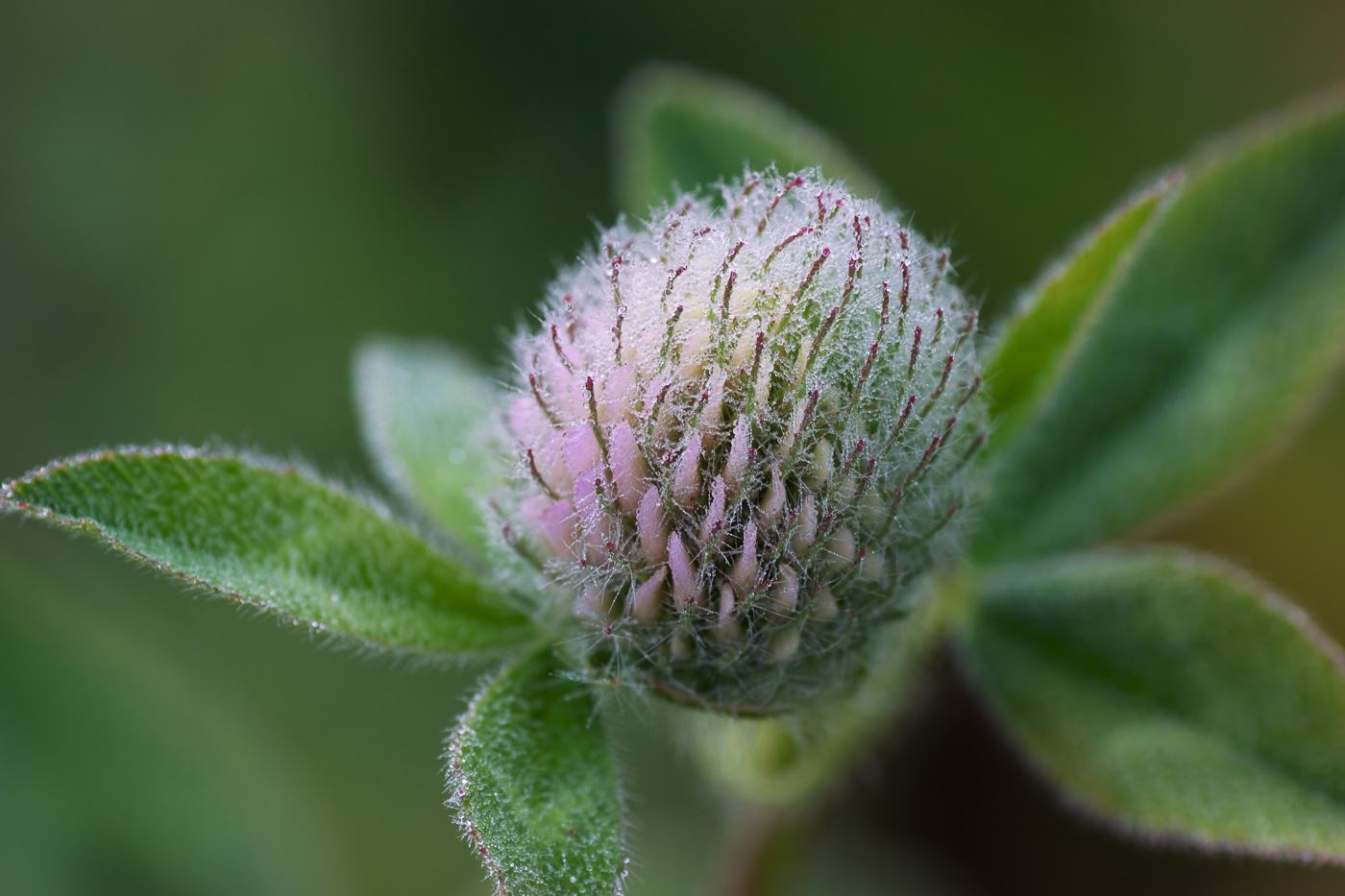 Изображение особи Trifolium pratense.