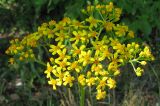 Senecio schwetzowii