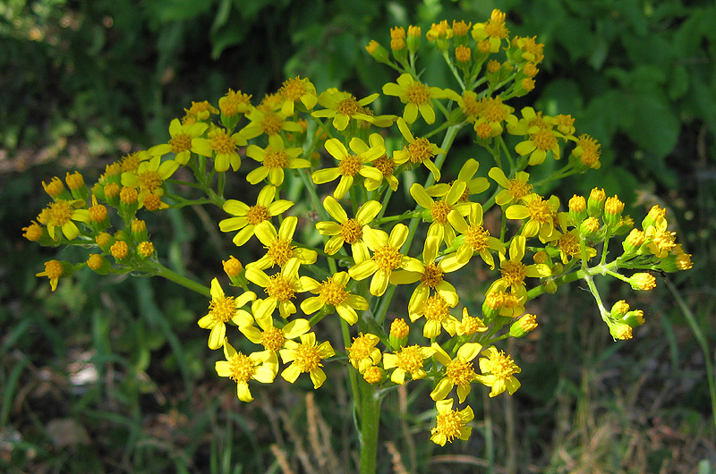 Image of Senecio schwetzowii specimen.