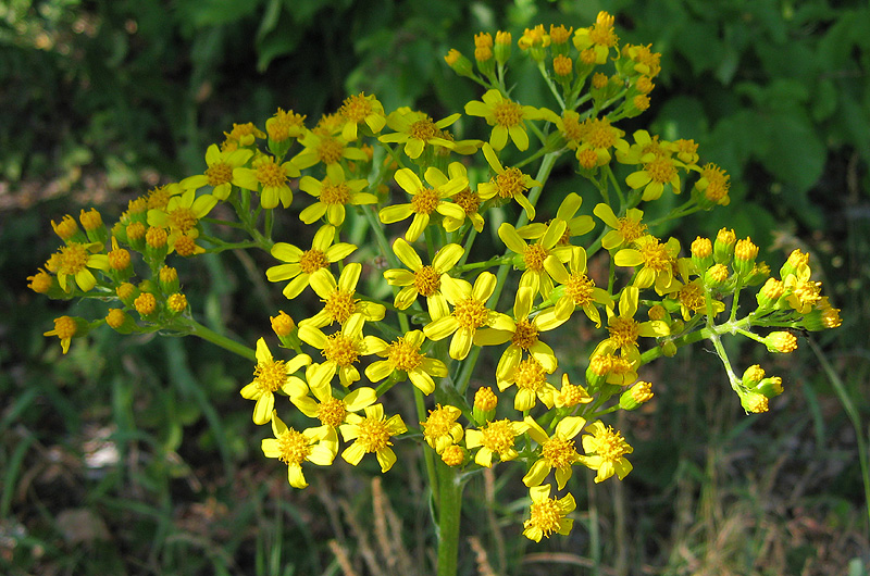 Изображение особи Senecio schwetzowii.