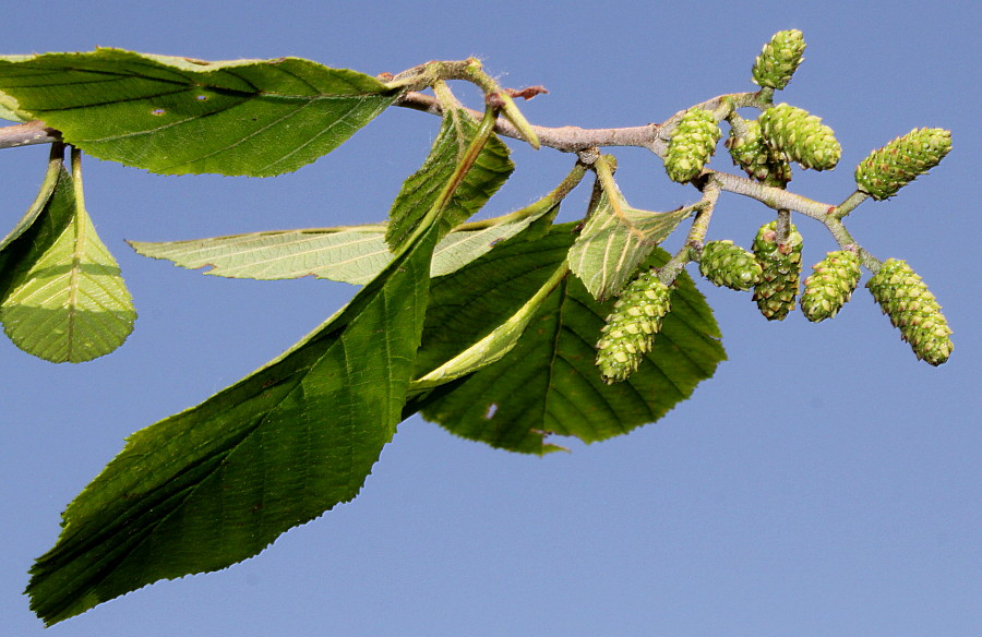 Изображение особи Alnus incana ssp. rugosa.