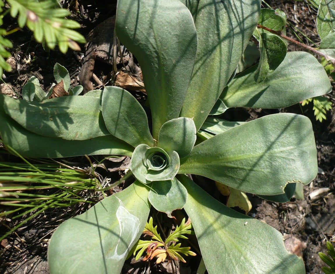 Изображение особи Goniolimon speciosum.