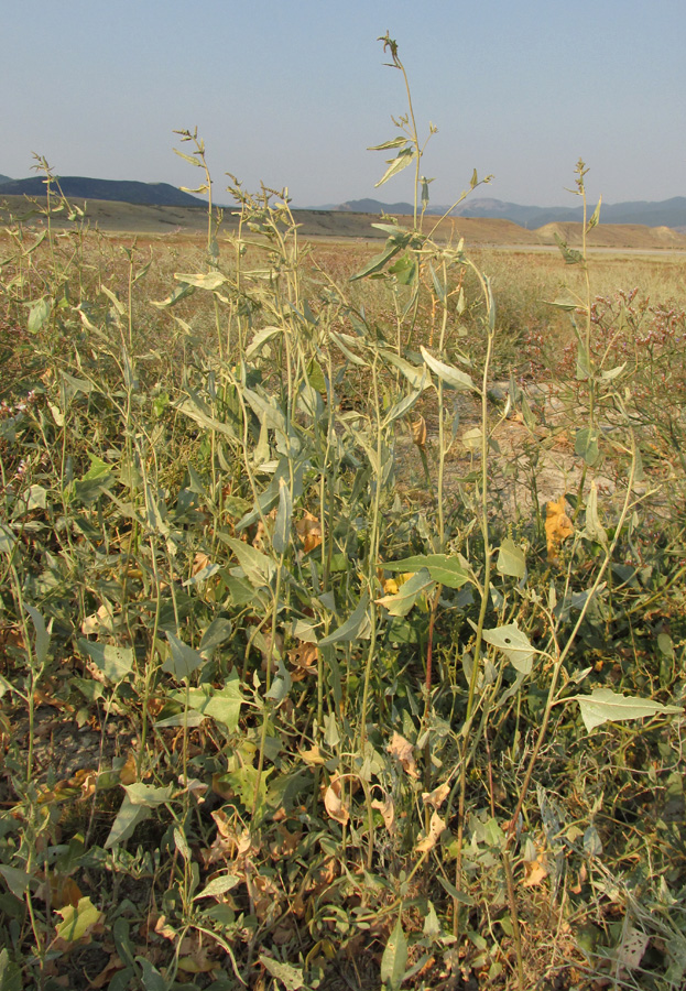 Image of Atriplex micrantha specimen.