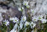 Stellaria brachypetala