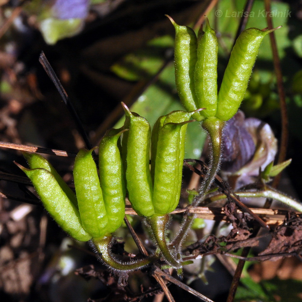 Image of Aconitum stoloniferum specimen.