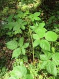 Rubus nessensis