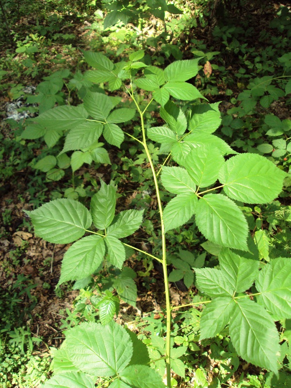 Изображение особи Rubus nessensis.