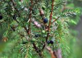 Juniperus communis. Часть побега со зрелыми и незрелыми шишкоягодами. Республика Коми, Печоро-Илычский заповедник, долина реки Ыджыд-Ляга. 17.08.2014.