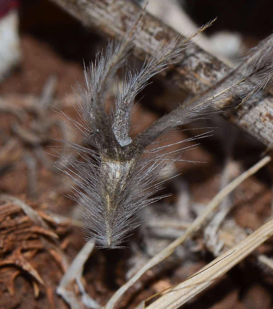 Image of Trifolium stellatum specimen.