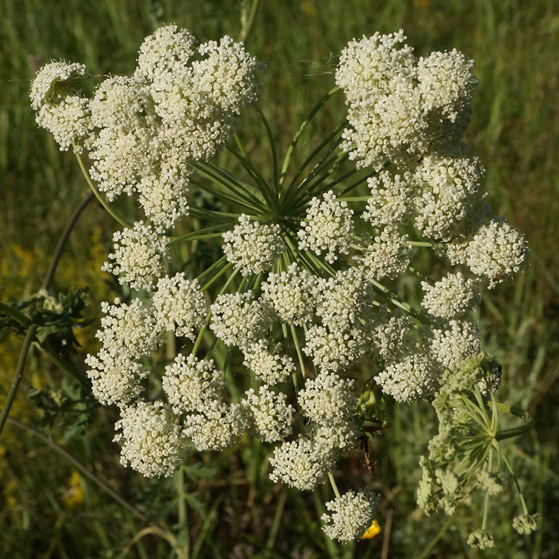 Image of Seseli libanotis specimen.