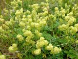 Alchemilla alpina. Соцветия и листья. Кольский полуостров, Восточный Мурман, пос. Дальние Зеленцы. 05.08.2009.