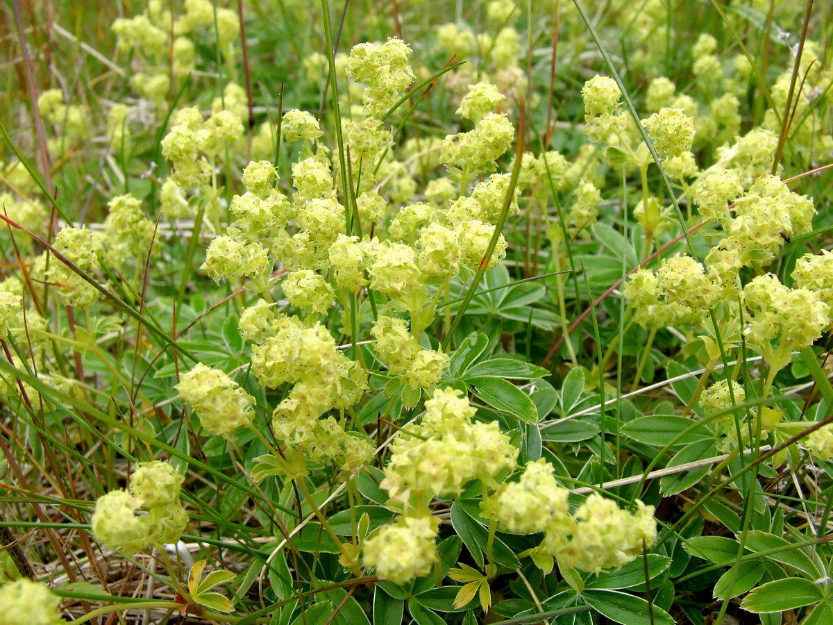 Image of Alchemilla alpina specimen.