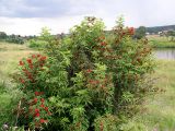 Sambucus racemosa
