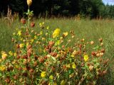 Trifolium aureum