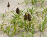 Carex macrocephala