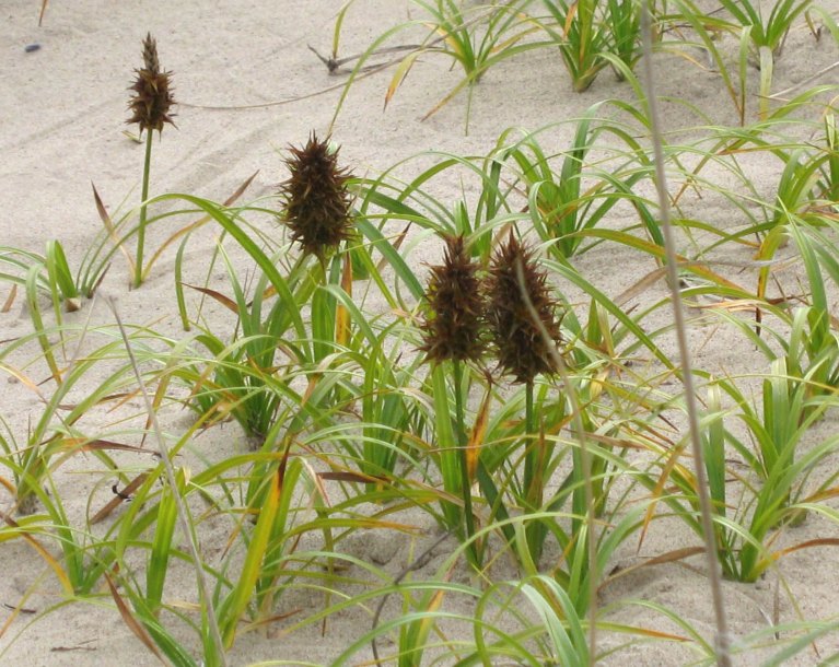 Изображение особи Carex macrocephala.