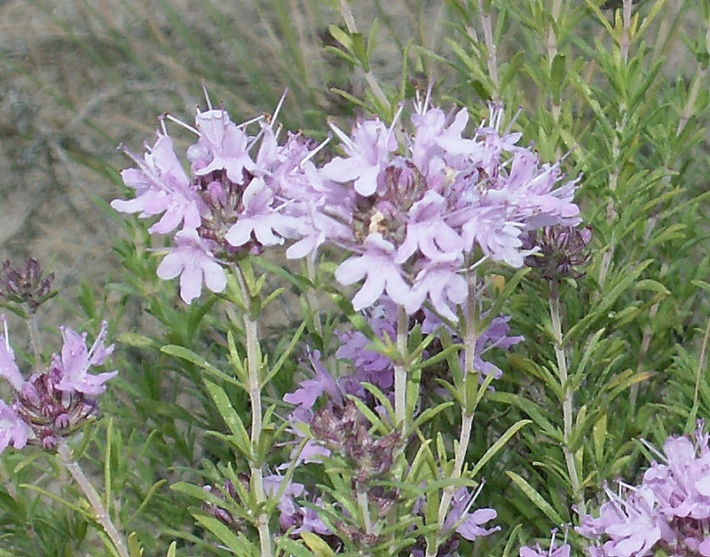 Изображение особи Thymus pallasianus.