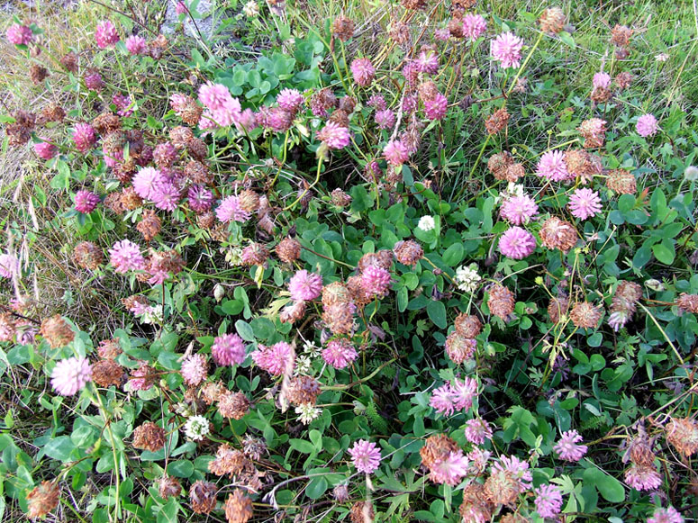 Изображение особи Trifolium pratense.