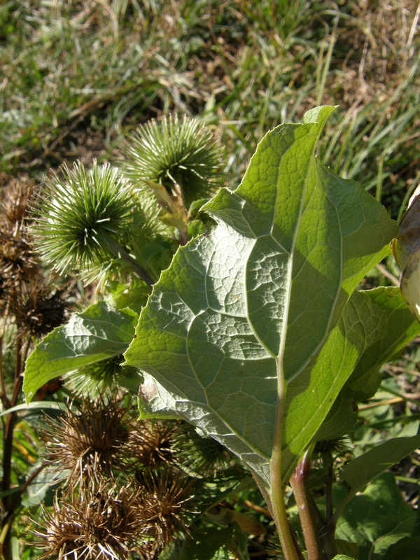 Изображение особи Arctium lappa.