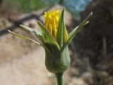 Tragopogon elatior