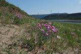 Dianthus repens