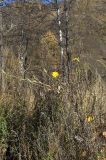 Tragopogon orientalis