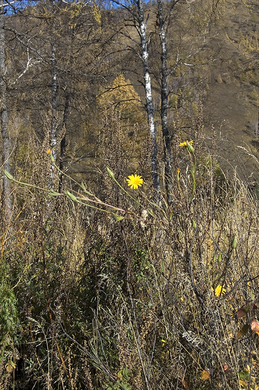 Image of Tragopogon orientalis specimen.