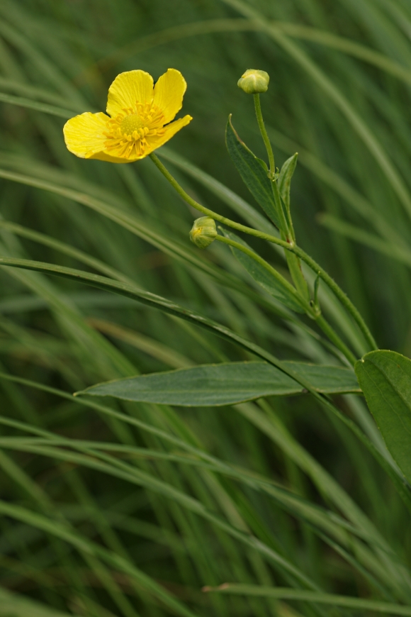 Image of Ranunculus lingua specimen.