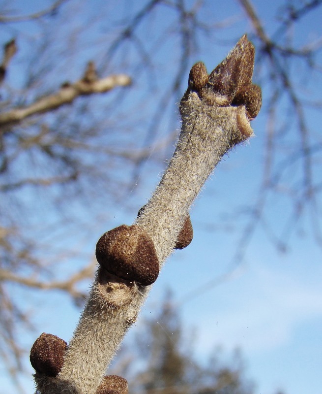 Image of Fraxinus pennsylvanica specimen.