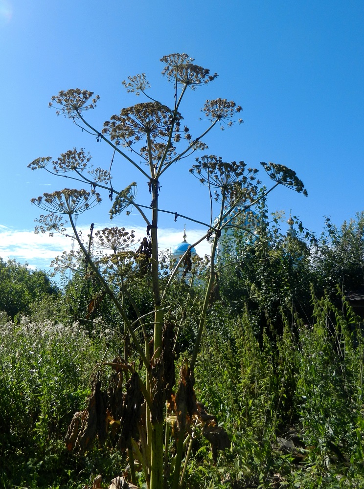 Image of Heracleum sosnowskyi specimen.