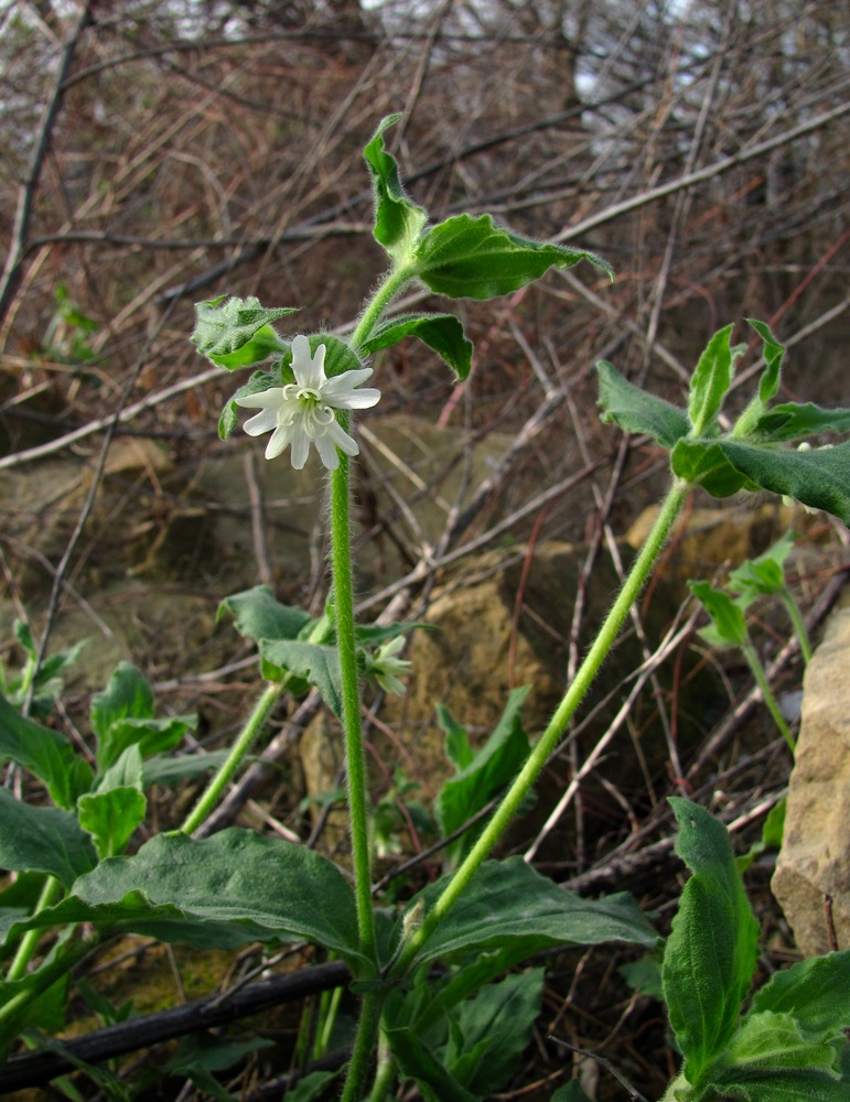 Image of Melandrium saxosum specimen.