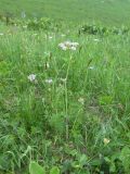 Chaerophyllum millefolium