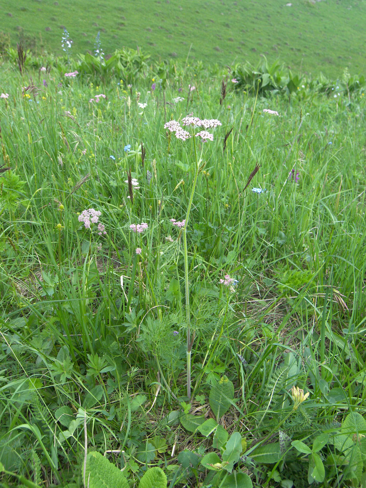 Изображение особи Chaerophyllum millefolium.