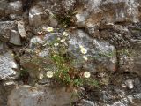 Erigeron karvinskianus