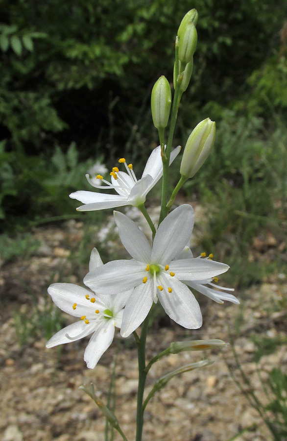 Image of Anthericum liliago specimen.