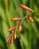 Crocosmia × crocosmiiflora. Часть соцветия в бутонах. Восточно-Казахстанская обл., Глубоковский р-н, окр. с. Кожохово, в культуре. 21.08.2011.