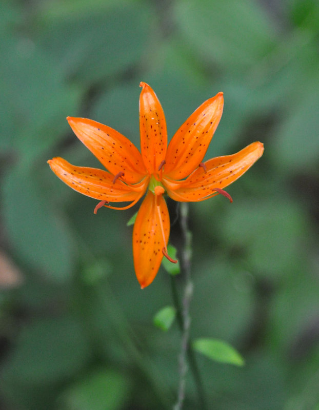 Изображение особи Lilium distichum.