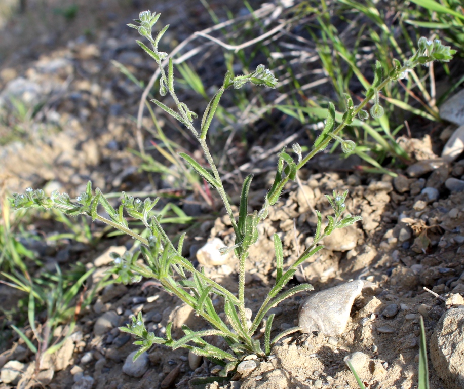 Image of familia Boraginaceae specimen.