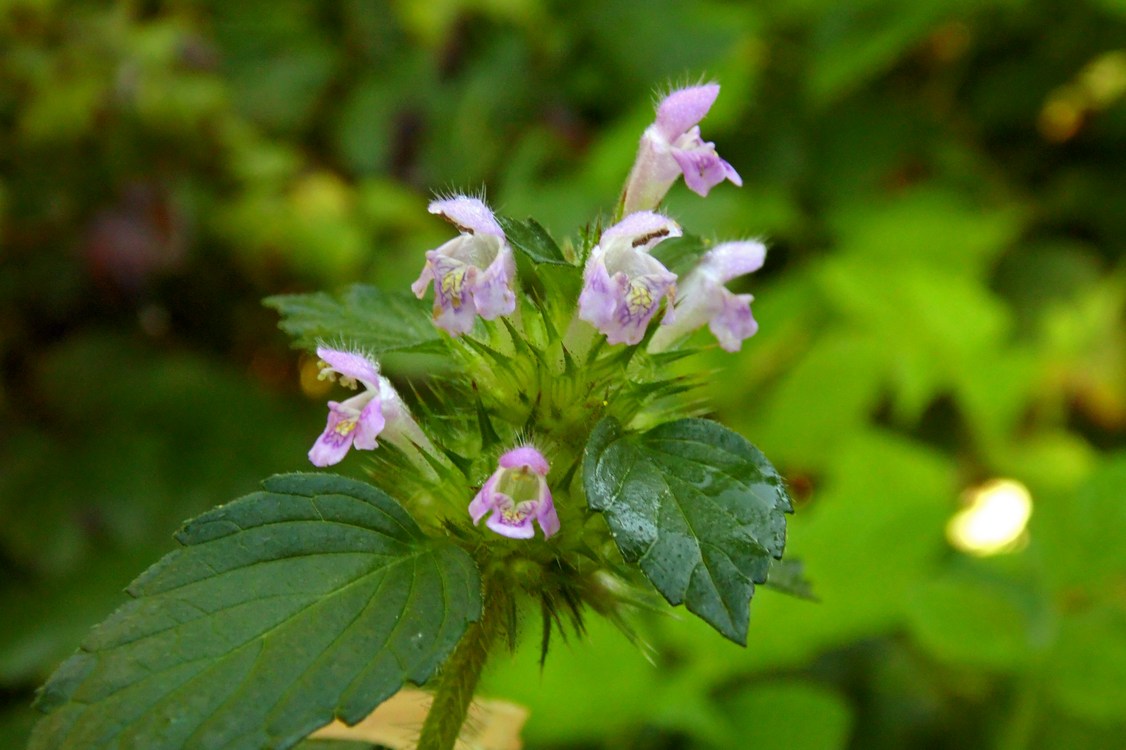 Изображение особи Galeopsis tetrahit.