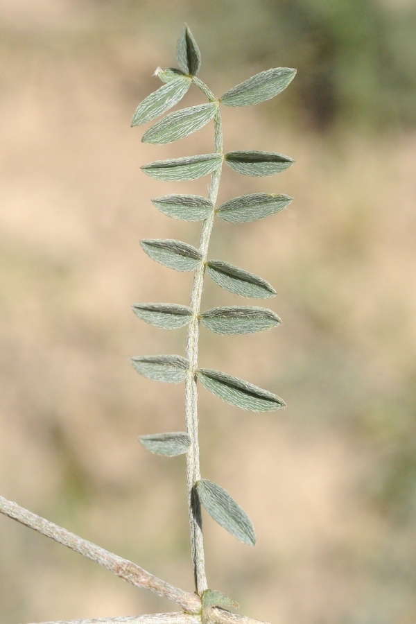 Image of Astragalus macrotropis specimen.
