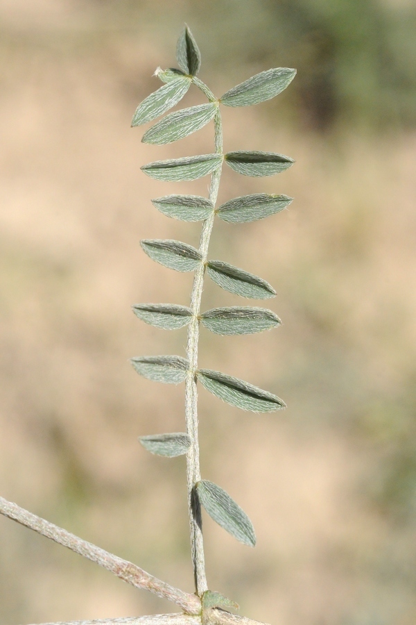 Изображение особи Astragalus macrotropis.