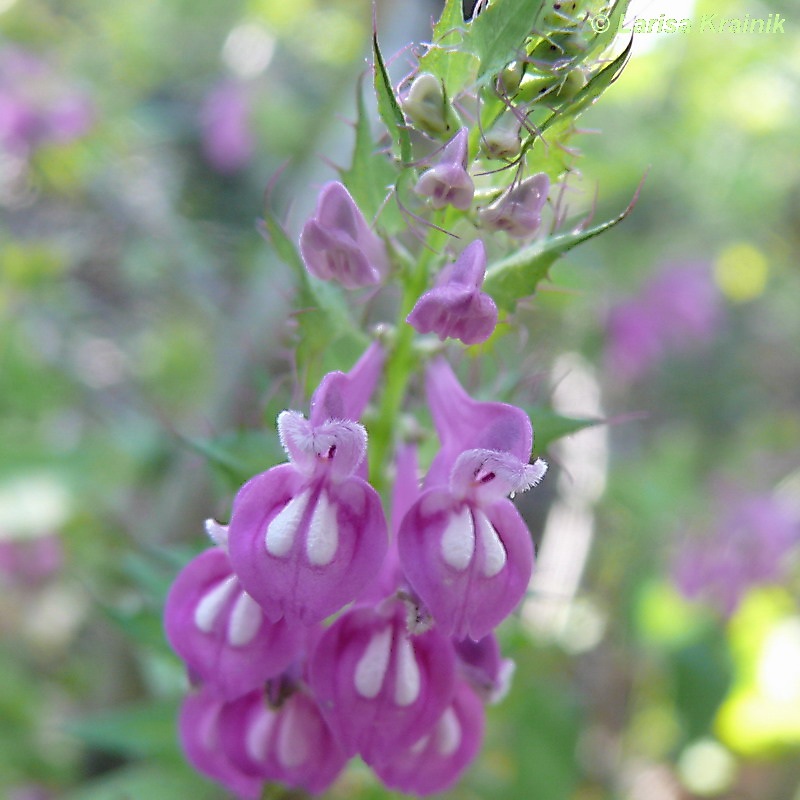 Изображение особи Melampyrum roseum.