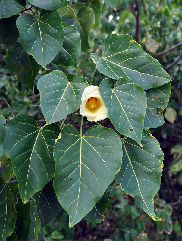 Image of Thespesia populnea specimen.